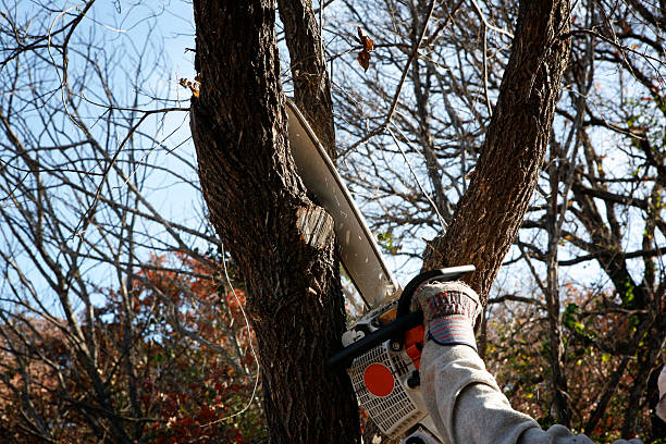 Tree and Shrub Care in Logan, NM